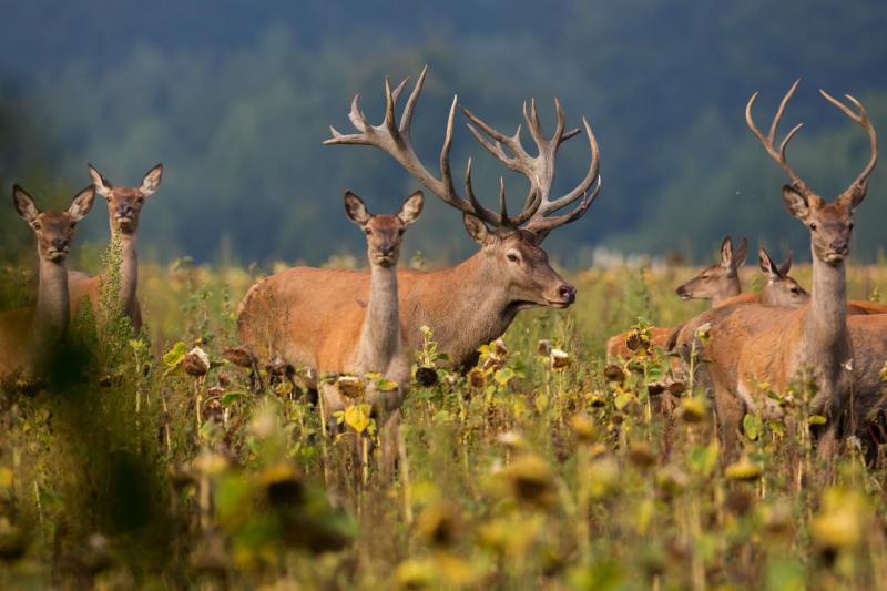 cerfs