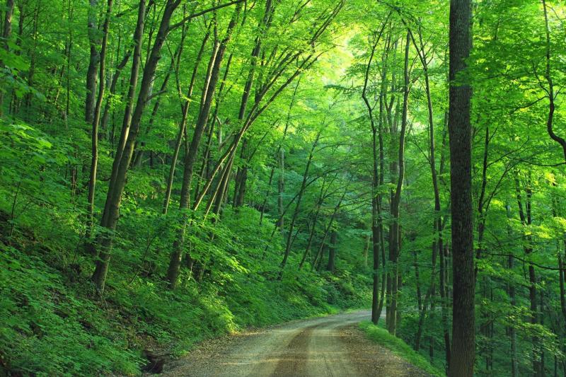 forêt