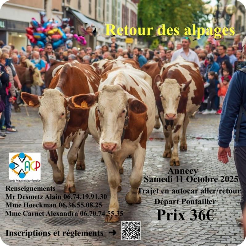 vaches retour d'alpages