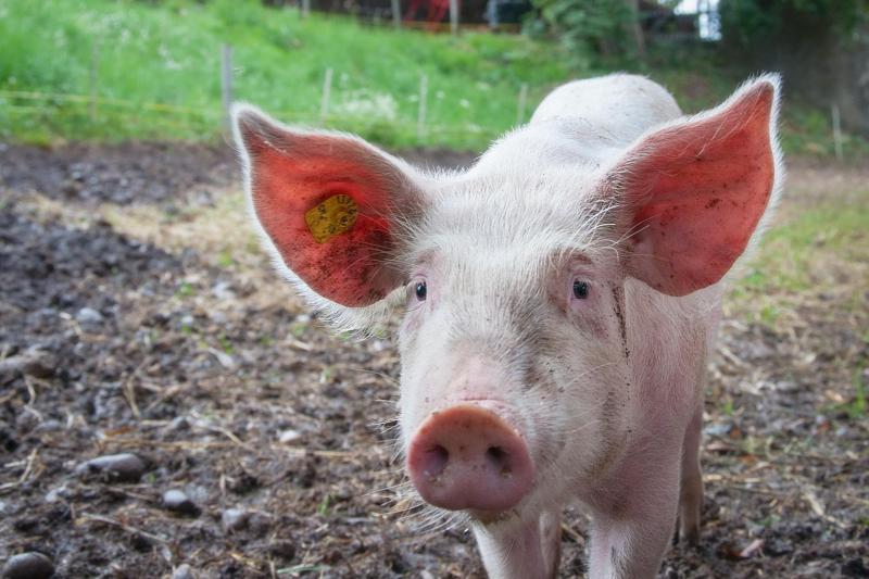 cochon