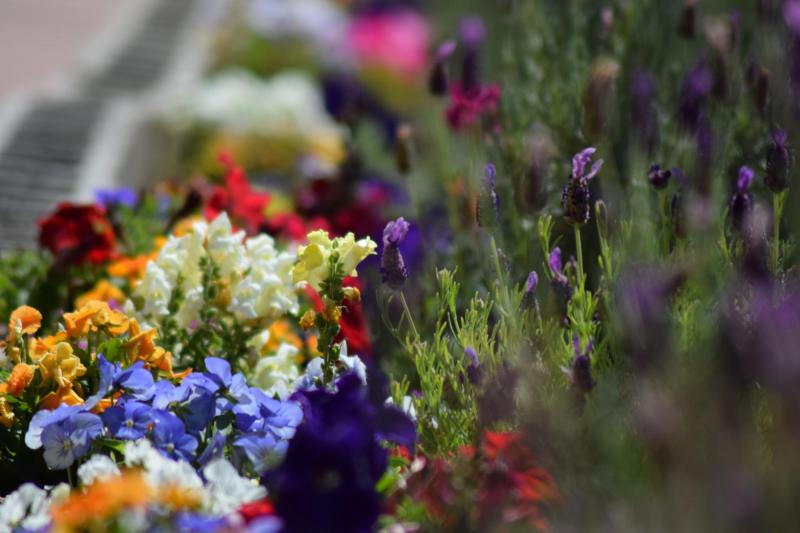 fleurs