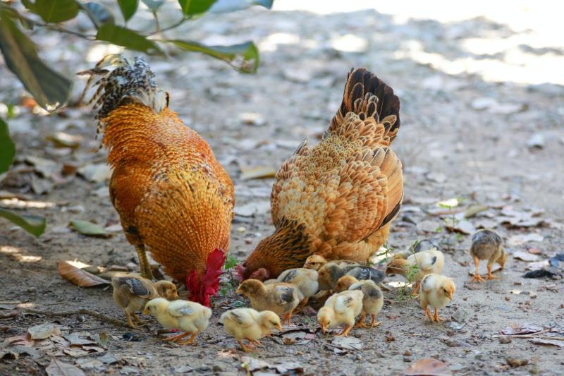 poules