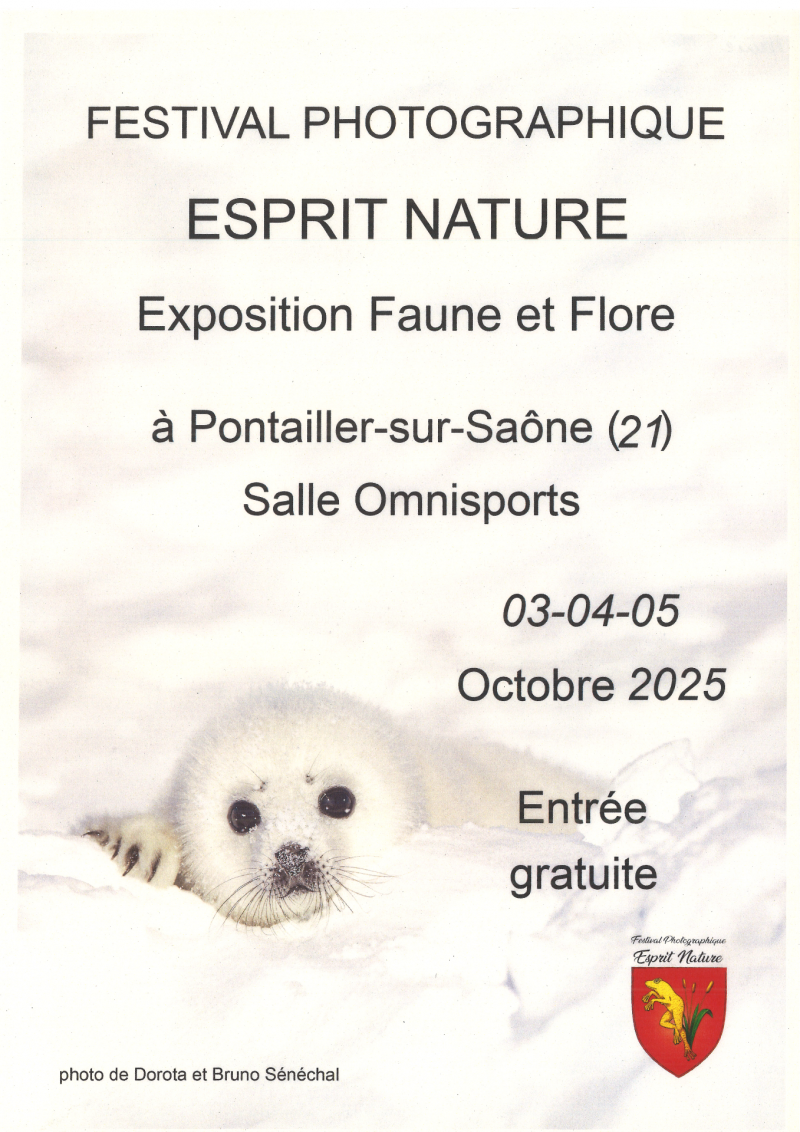 photo d'un phoque
